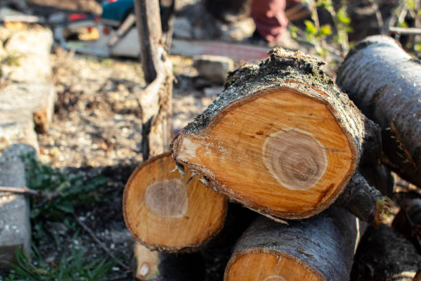 Tree and Shrub Care in Pinehurst, NC