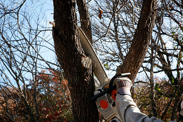 How Our Tree Care Process Works  in  Pinehurst, NC